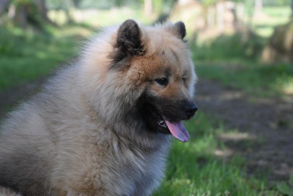 Enhance Life for Hearing-Impaired Family Members: Ultimate Guide to Teaching Dogs Sound Alert Skills